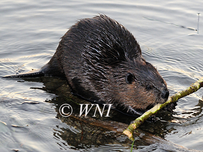 North American Beaver (Castor canadensis)